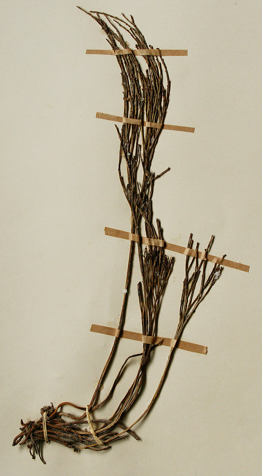 Psilotum nudum Psilotum nudum