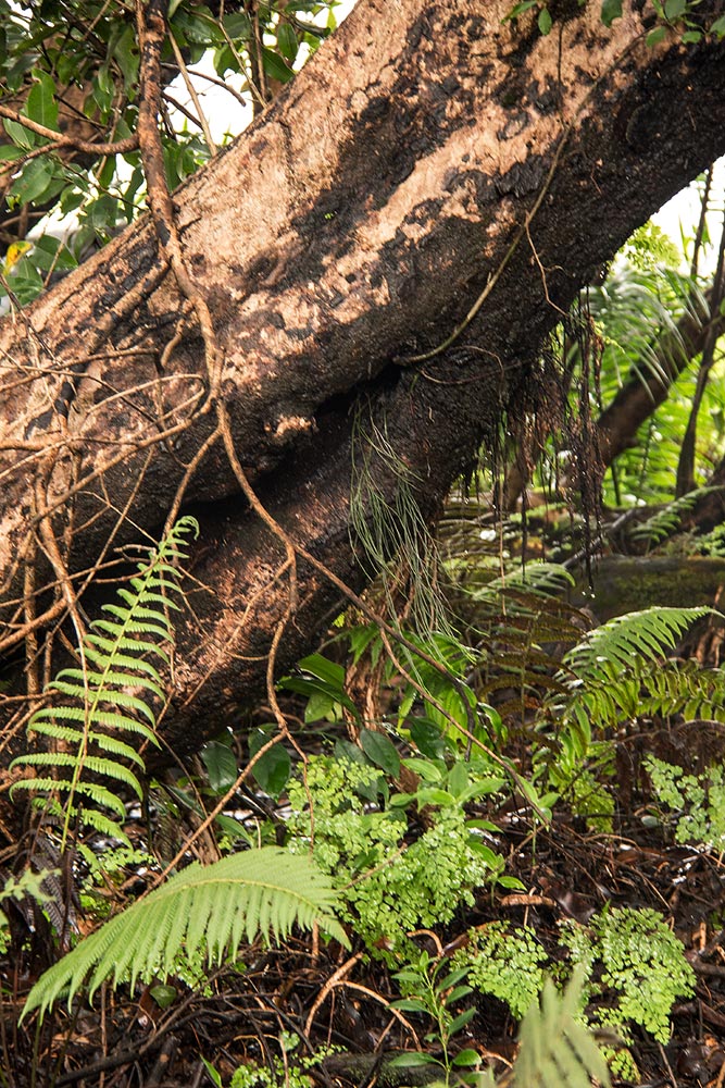 Psilotum nudum Psilotum nudum