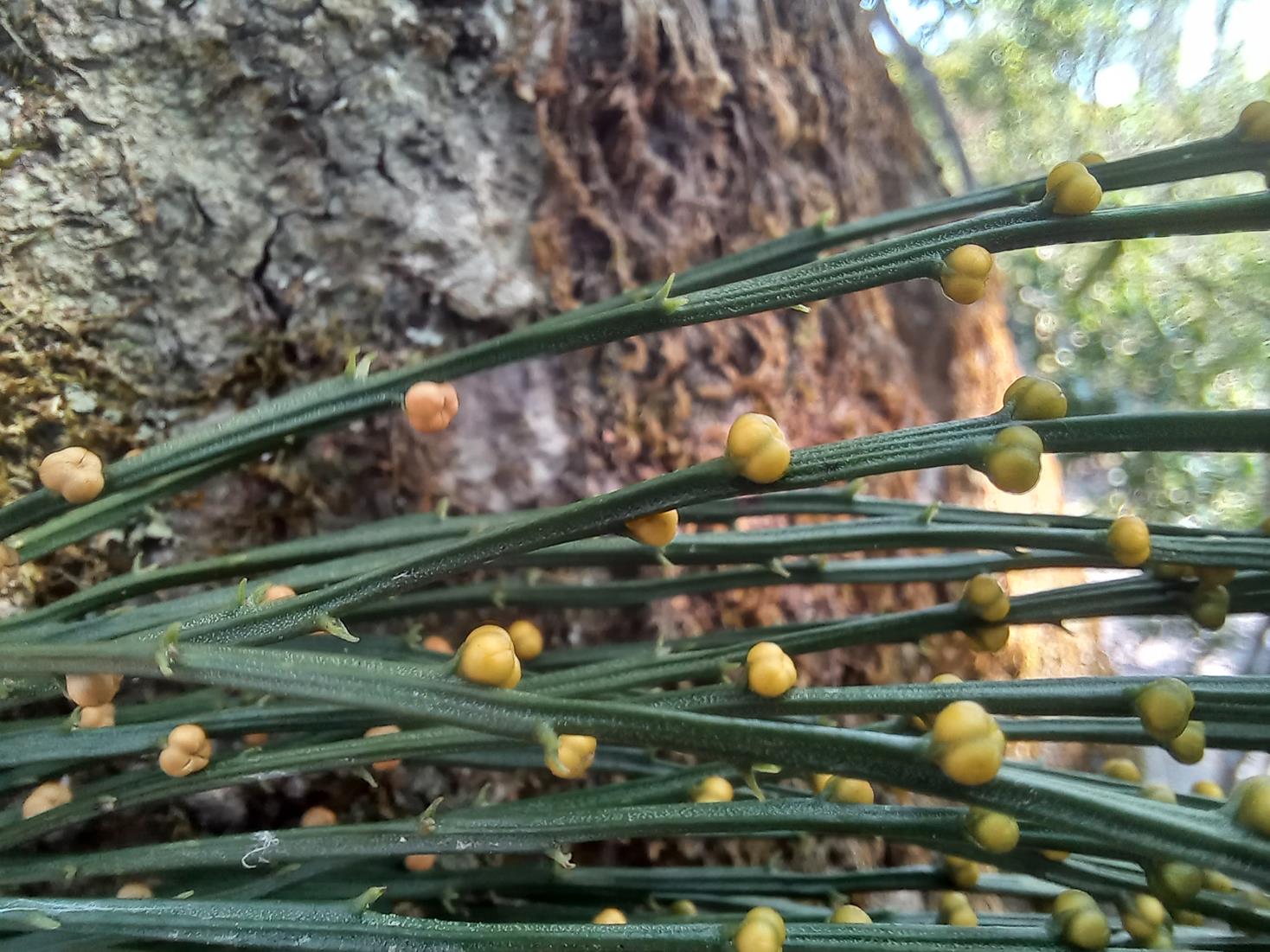 Psilotum nudum Psilotum nudum