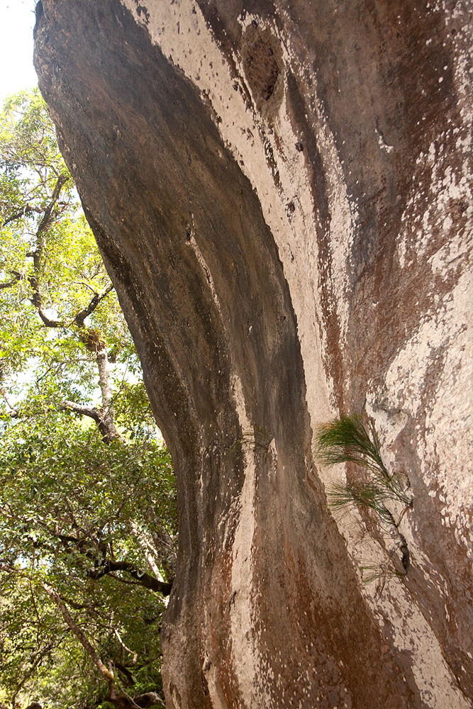Psilotum nudum Psilotum nudum