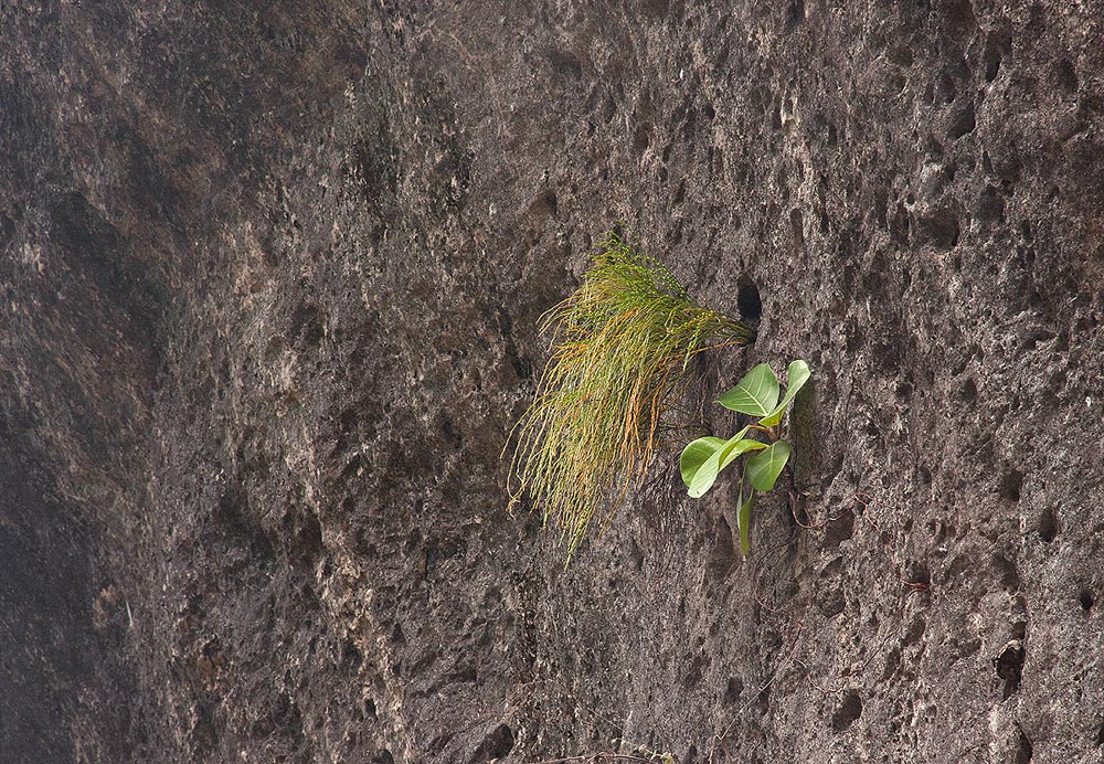 Psilotum nudum Psilotum nudum