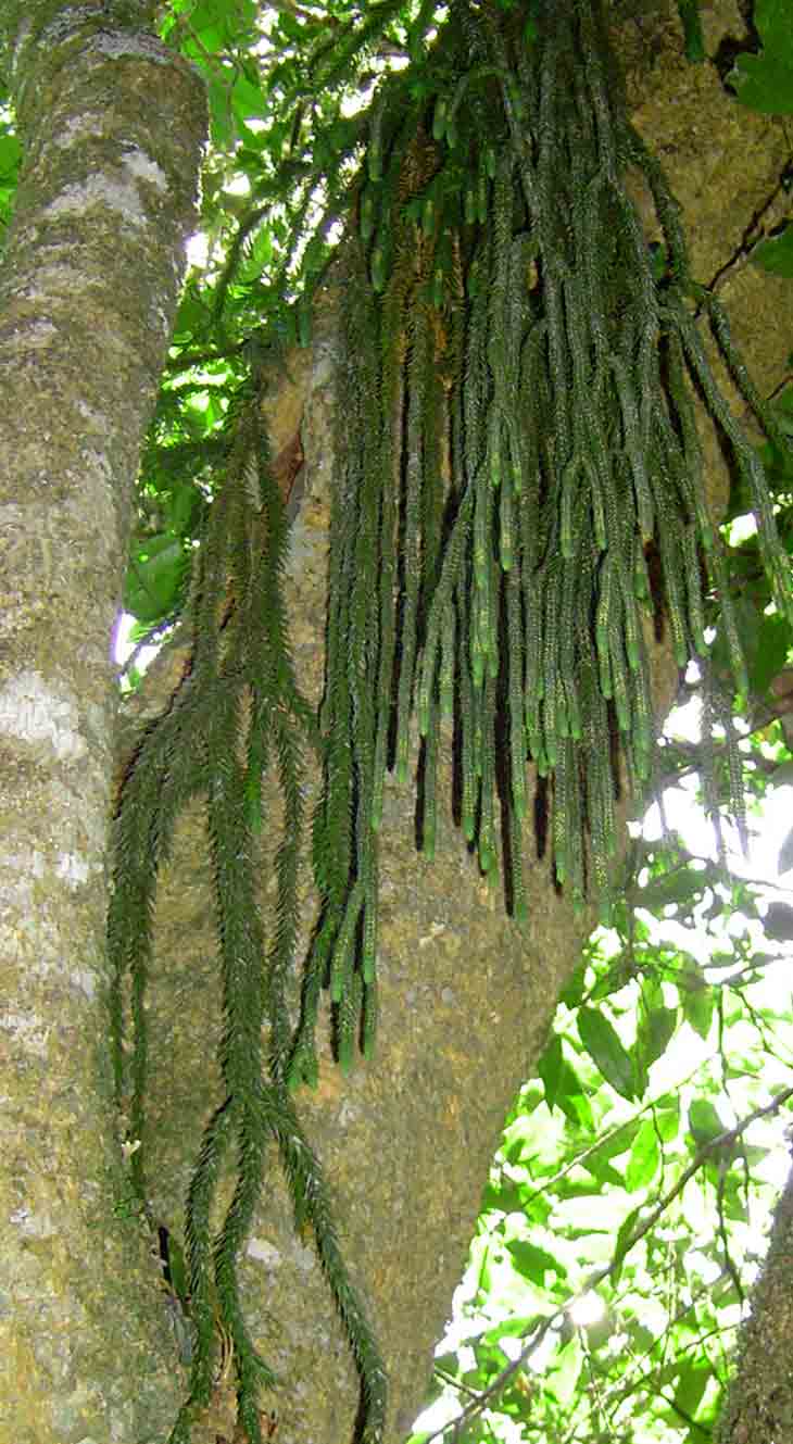 Huperzia dacrydioides Huperzia dacrydioides