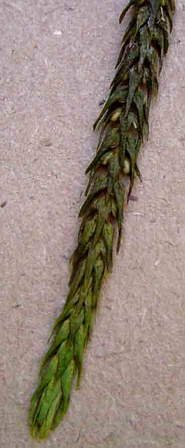 Huperzia dacrydioides Huperzia dacrydioides