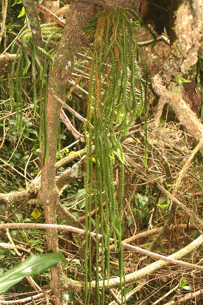 Huperzia dacrydioides Huperzia dacrydioides