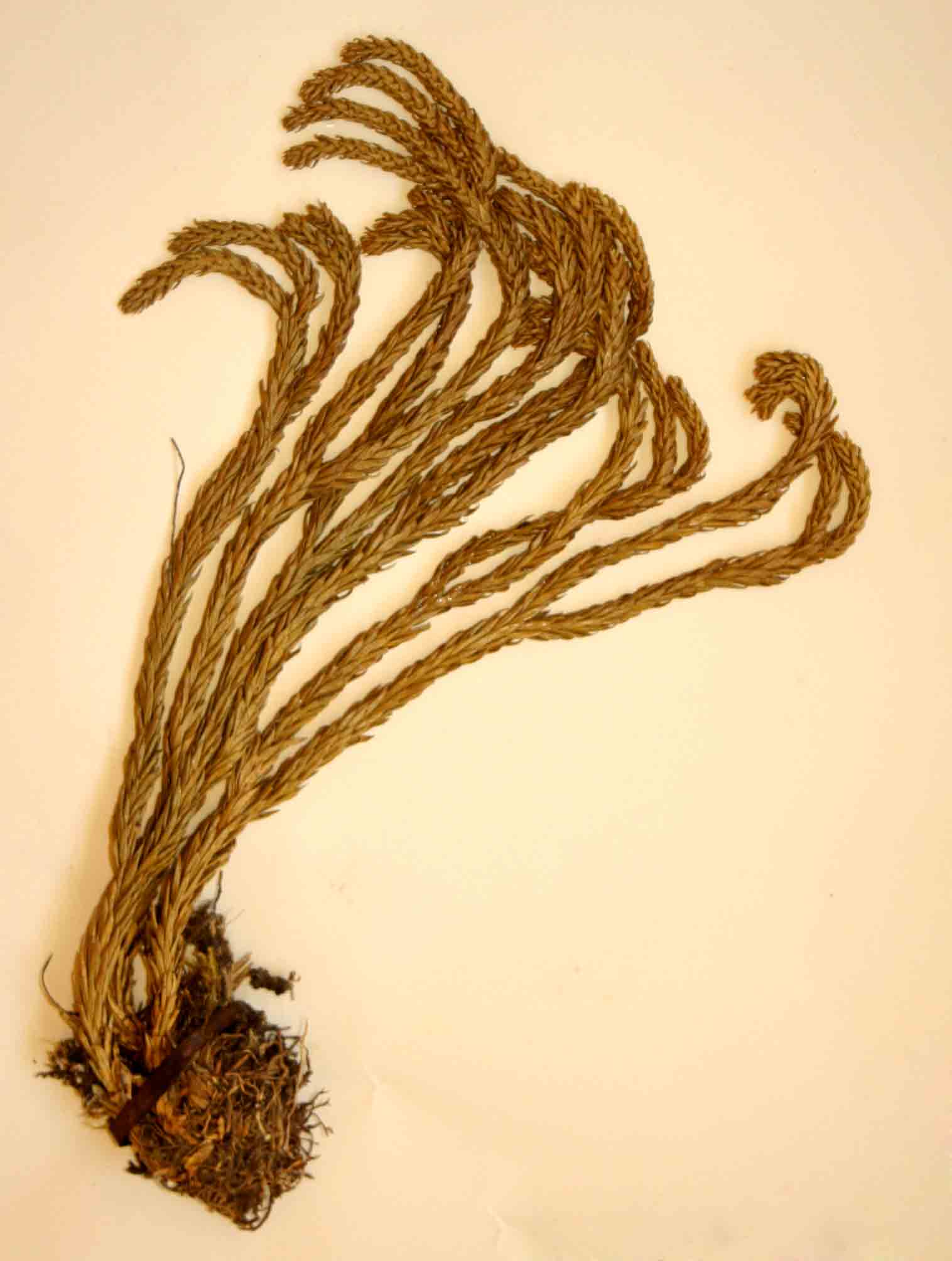 Huperzia gnidioides Huperzia gnidioides