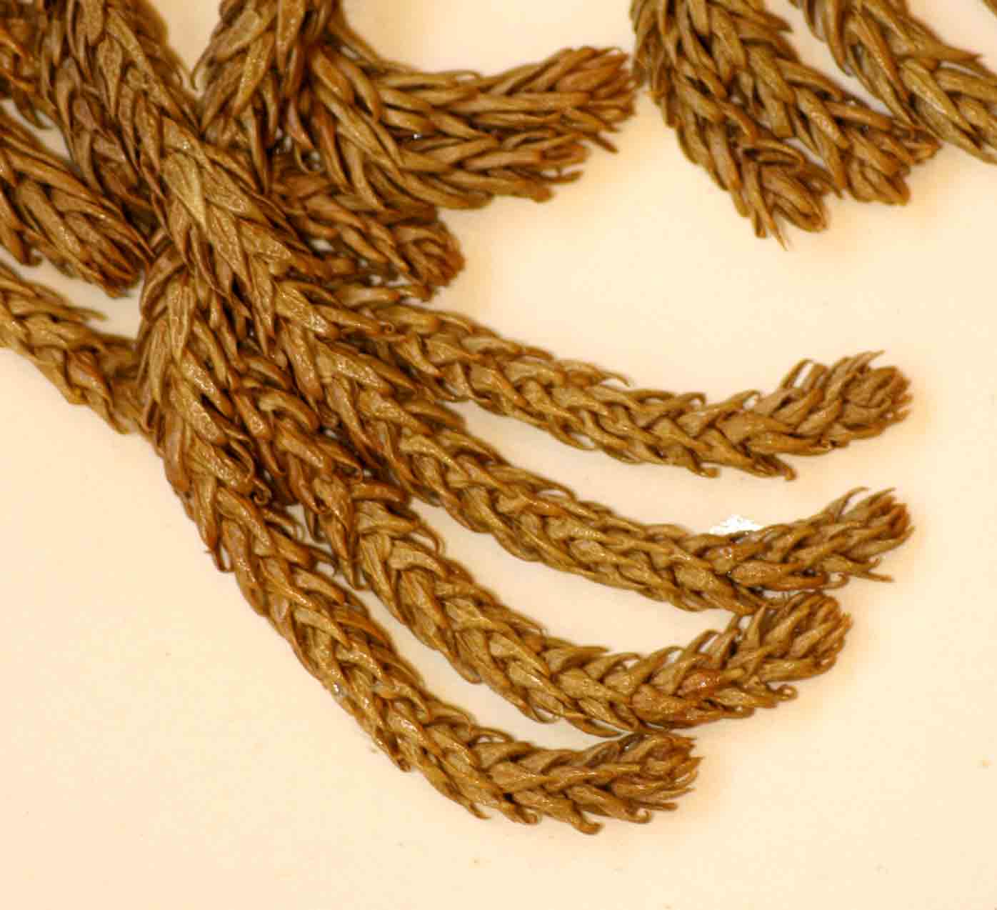 Huperzia gnidioides Huperzia gnidioides