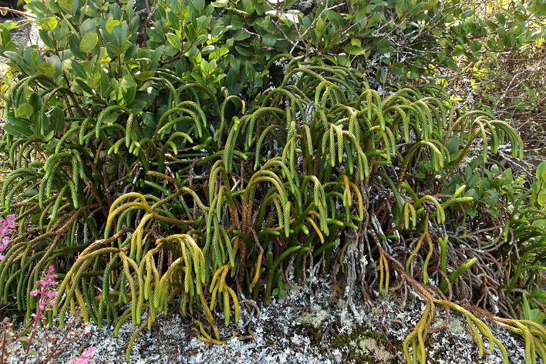 Huperzia gnidioides Huperzia gnidioides