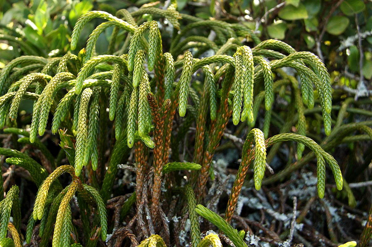 Huperzia gnidioides Huperzia gnidioides