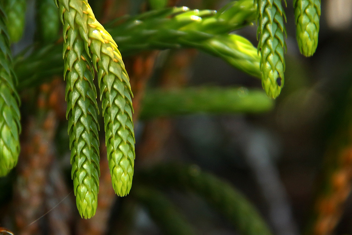 Huperzia gnidioides Huperzia gnidioides