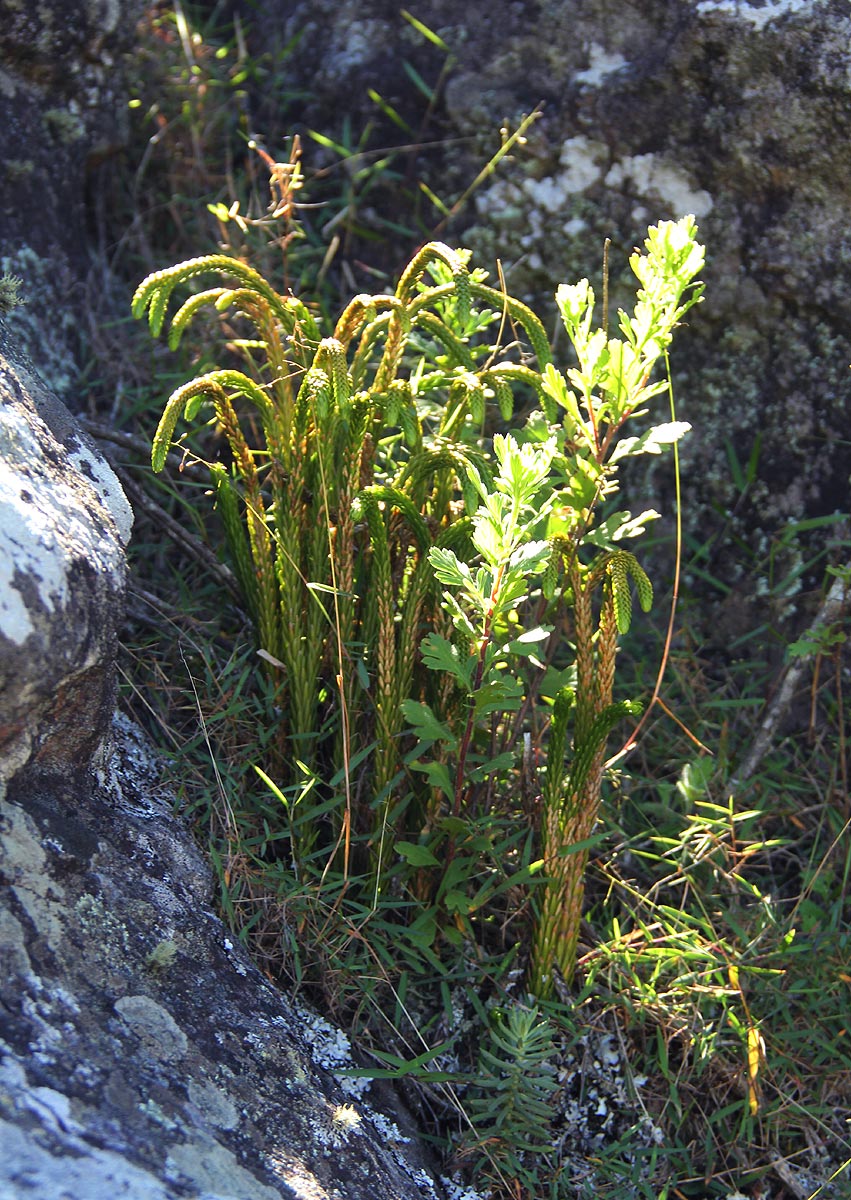 Huperzia gnidioides Huperzia gnidioides