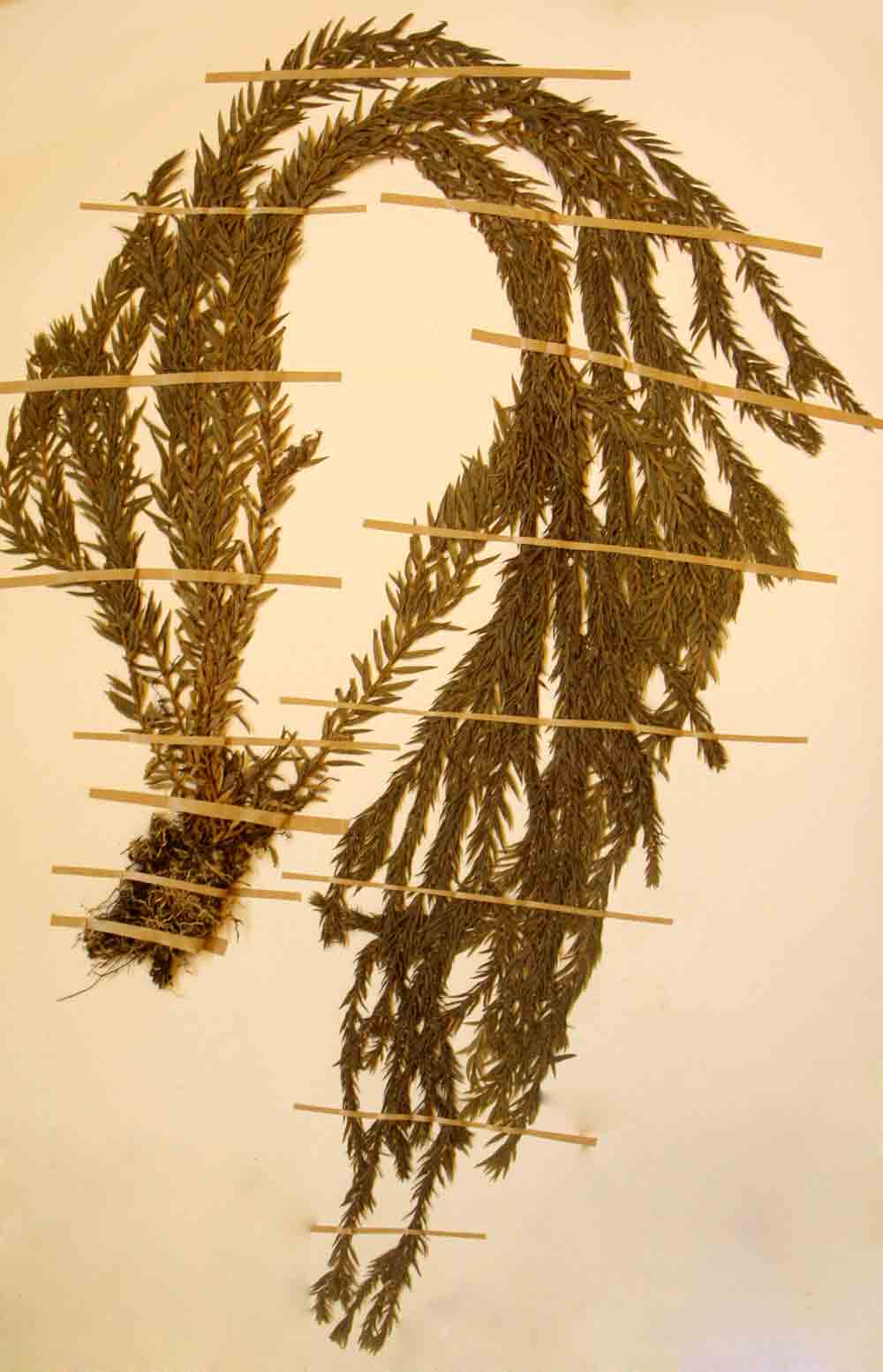 Huperzia ophioglossoides Huperzia ophioglossoides