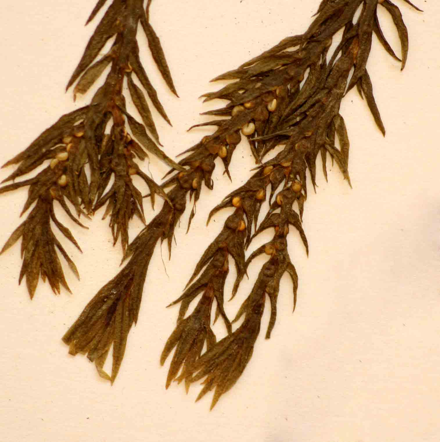 Huperzia ophioglossoides