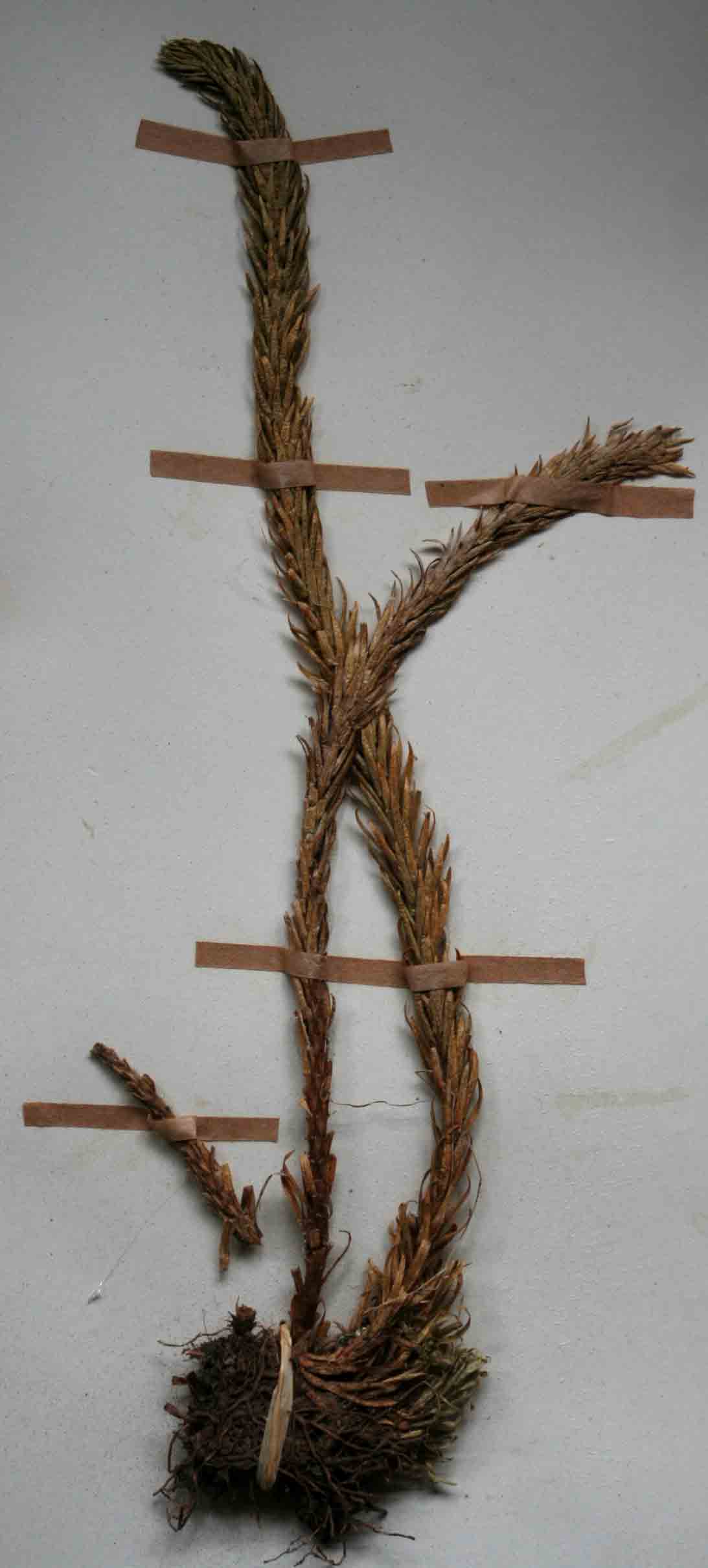 Huperzia saururus Huperzia saururus