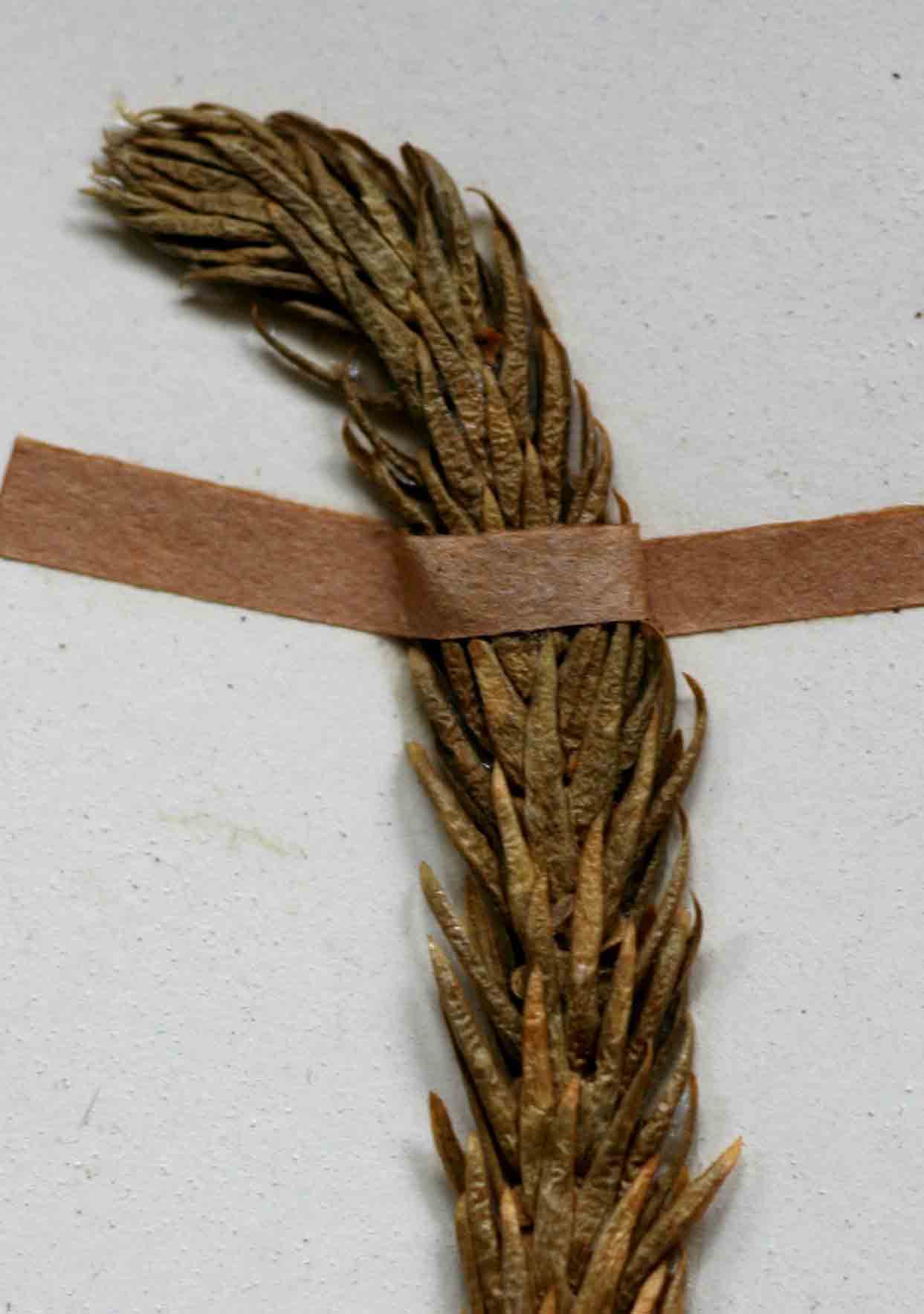 Huperzia saururus Huperzia saururus