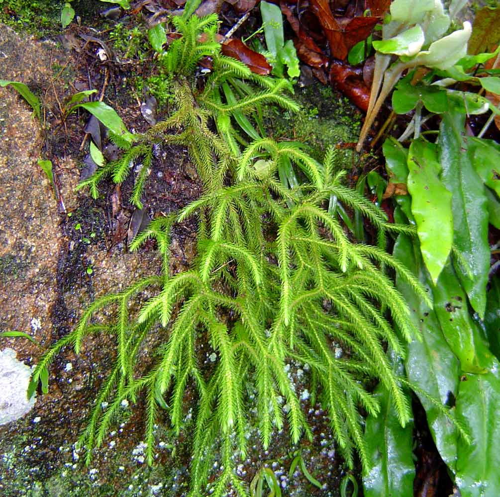 Huperzia verticillata Huperzia verticillata