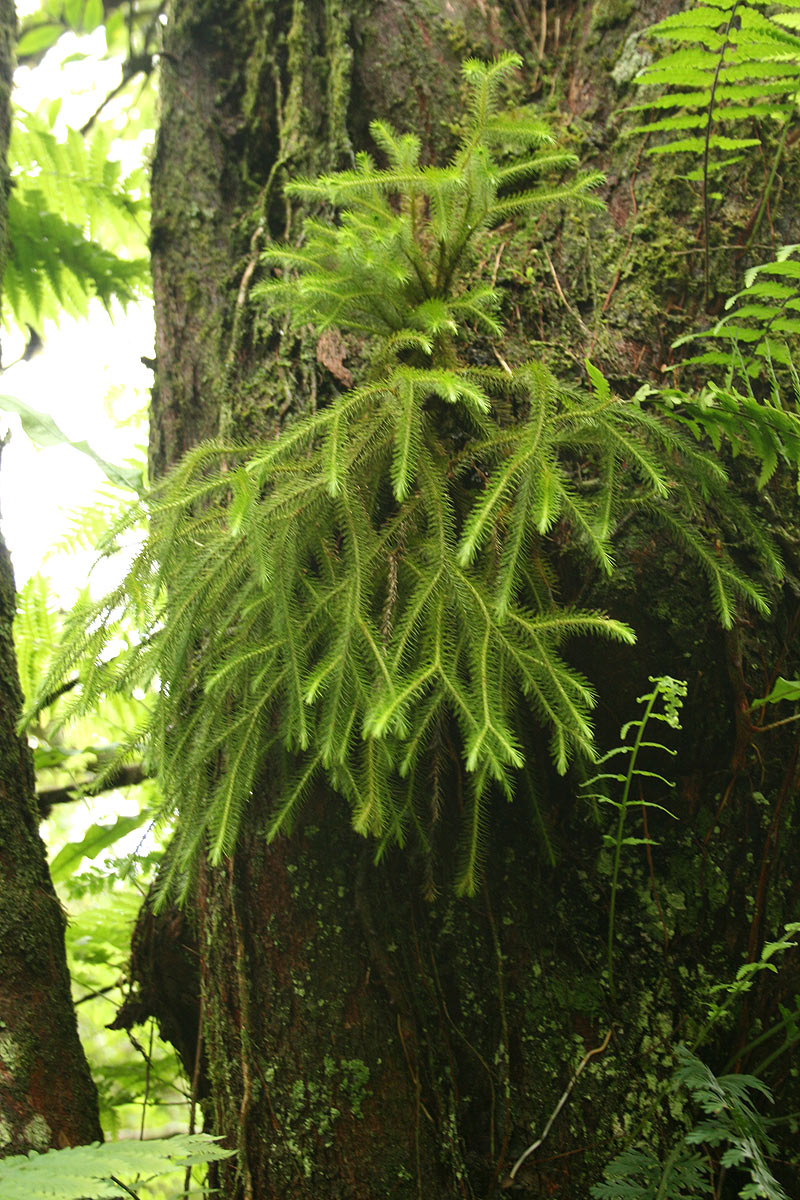 Huperzia verticillata Huperzia verticillata
