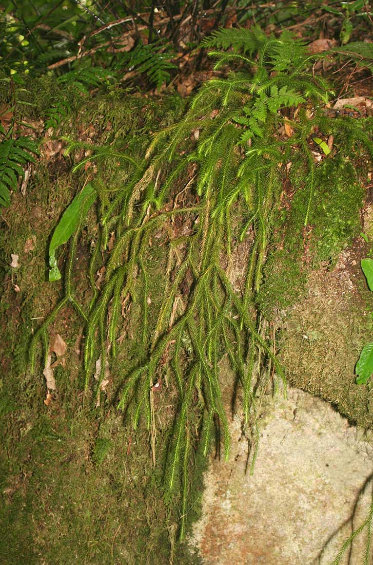 Huperzia verticillata Huperzia verticillata