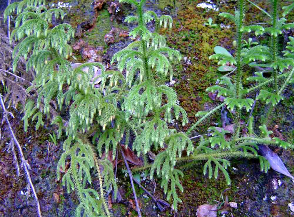 Lycopodiella cernua Lycopodiella cernua