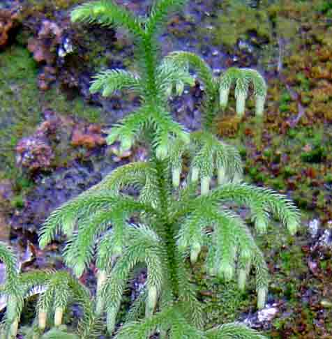 Lycopodiella cernua Lycopodiella cernua