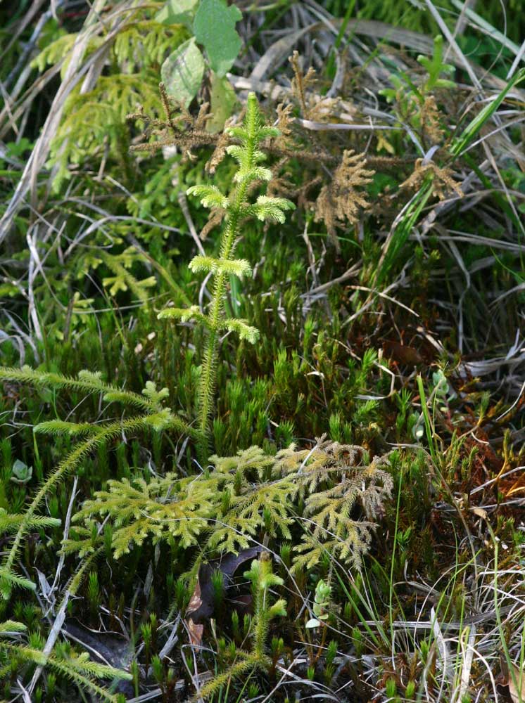 Lycopodiella cernua Lycopodiella cernua