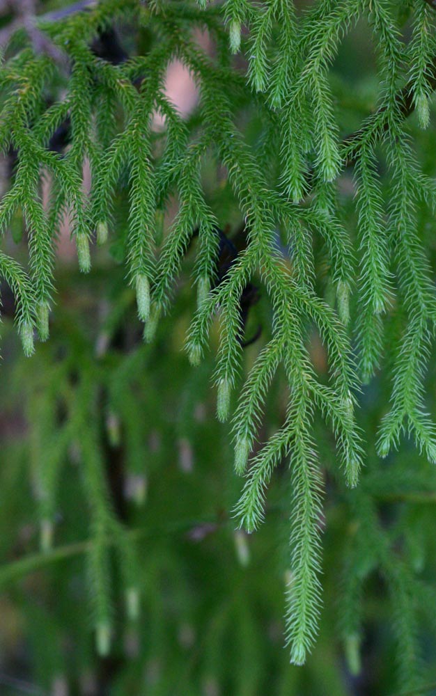 Lycopodiella cernua Lycopodiella cernua