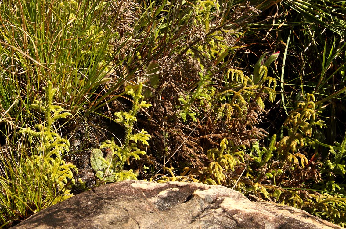 Lycopodiella cernua Lycopodiella cernua