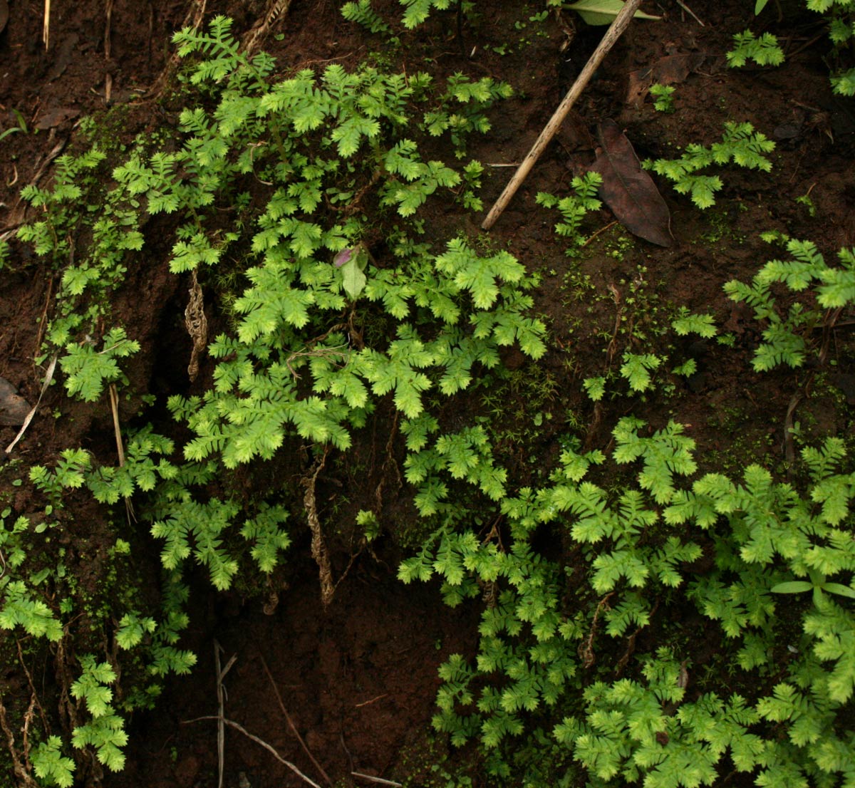 Selaginella goudotiana var. abyssinica Selaginella goudotiana var. abyssinica