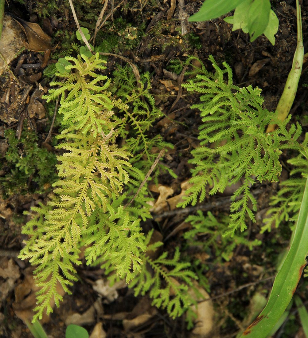 Selaginella goudotiana var. abyssinica Selaginella goudotiana var. abyssinica
