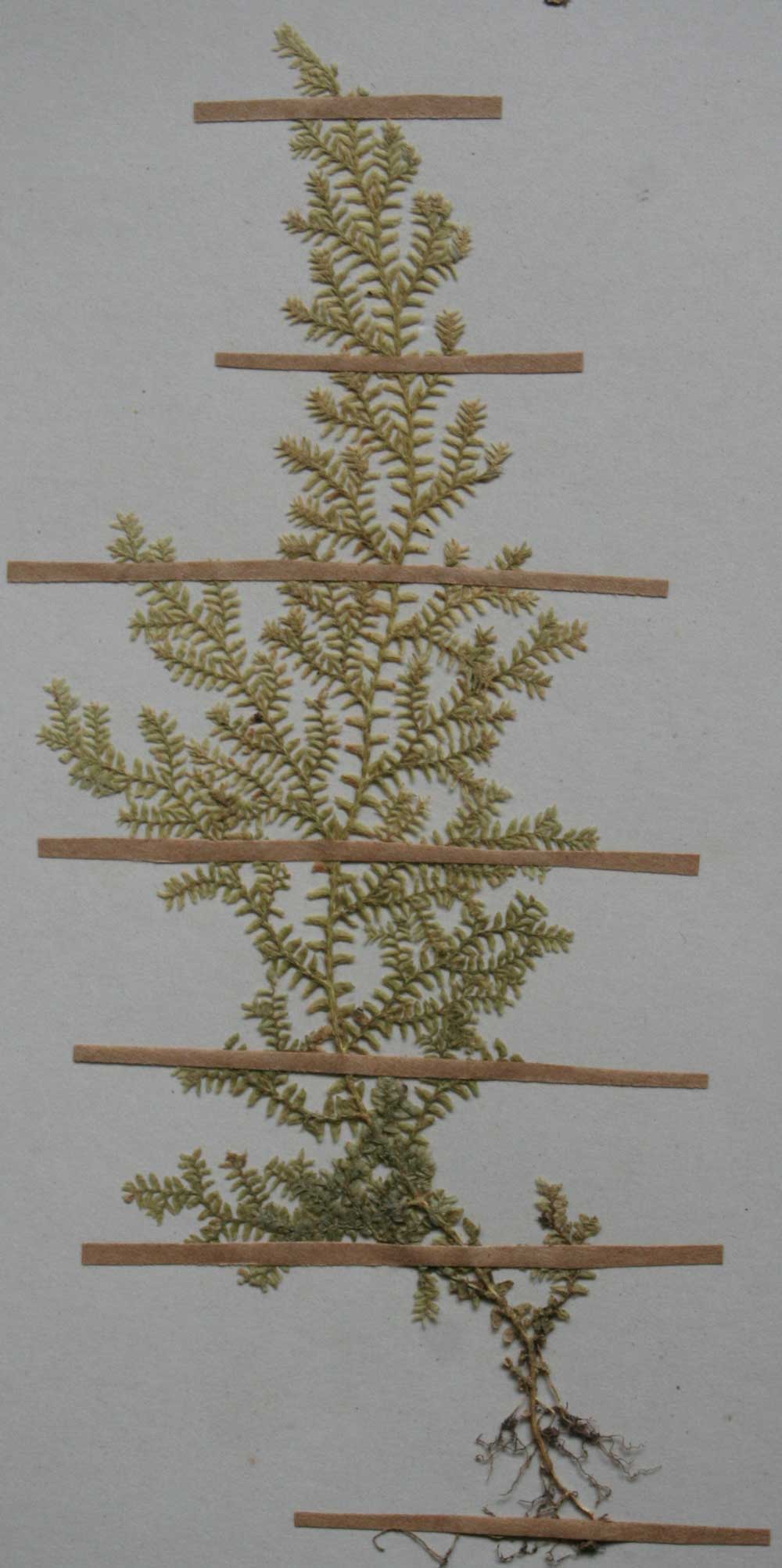 Selaginella goudotiana var. abyssinica Selaginella goudotiana var. abyssinica