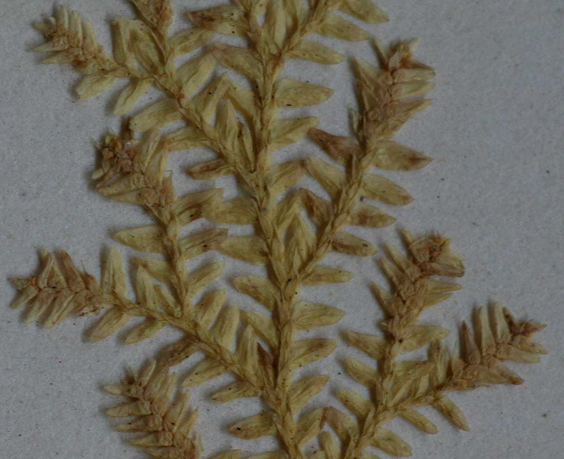 Selaginella goudotiana var. abyssinica Selaginella goudotiana var. abyssinica