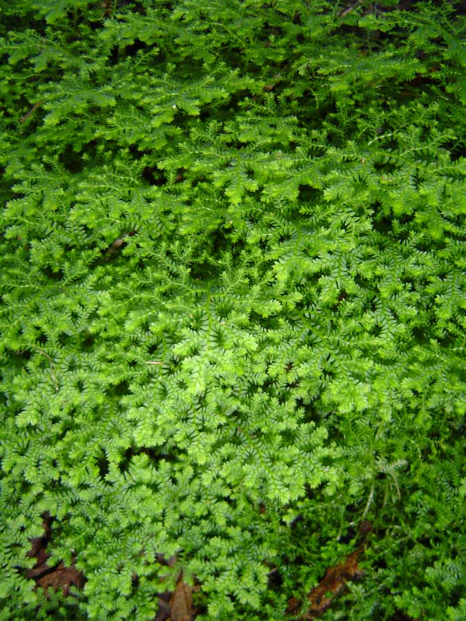 Selaginella goudotiana var. abyssinica Selaginella goudotiana var. abyssinica