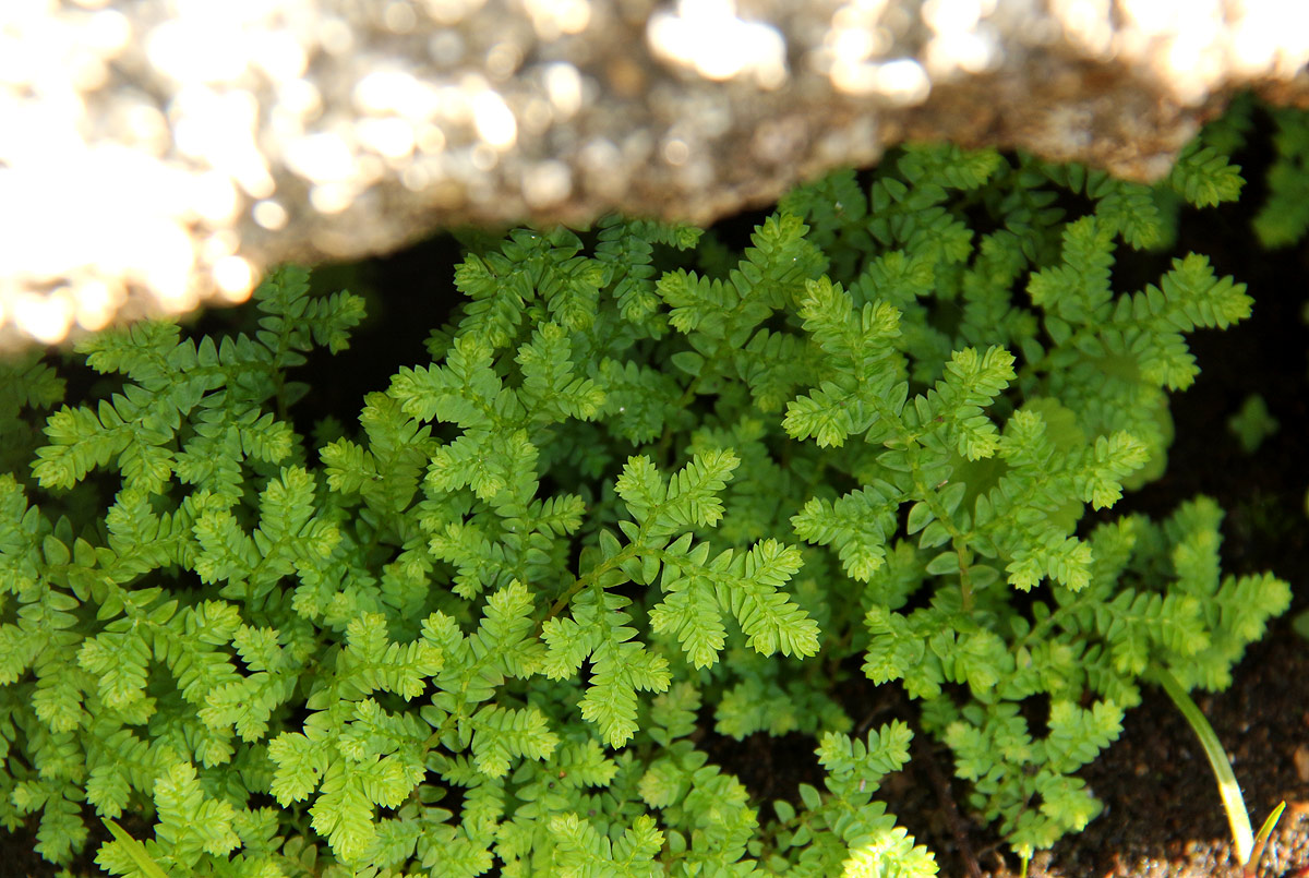 Selaginella goudotiana var. abyssinica Selaginella goudotiana var. abyssinica
