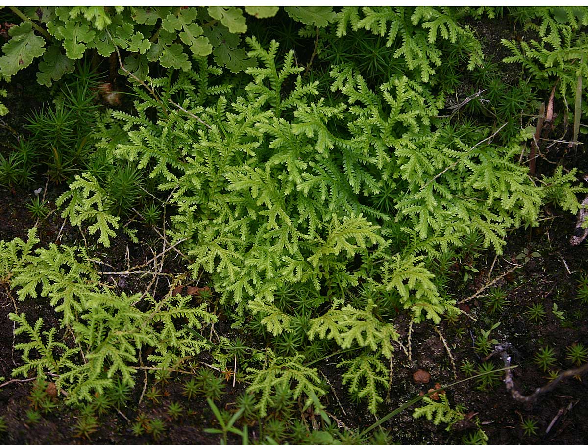 Selaginella goudotiana var. abyssinica Selaginella goudotiana var. abyssinica