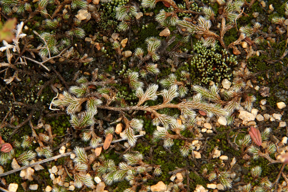 Selaginella dregei Selaginella dregei