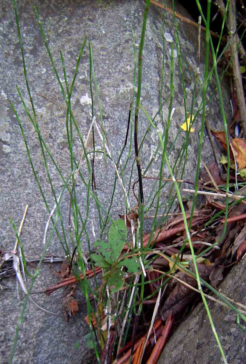 Equisetum ramosissimum subsp. ramosissimum Equisetum ramosissimum subsp. ramosissimum