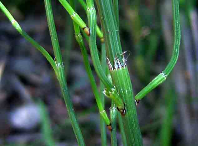 Equisetum ramosissimum subsp. ramosissimum Equisetum ramosissimum subsp. ramosissimum