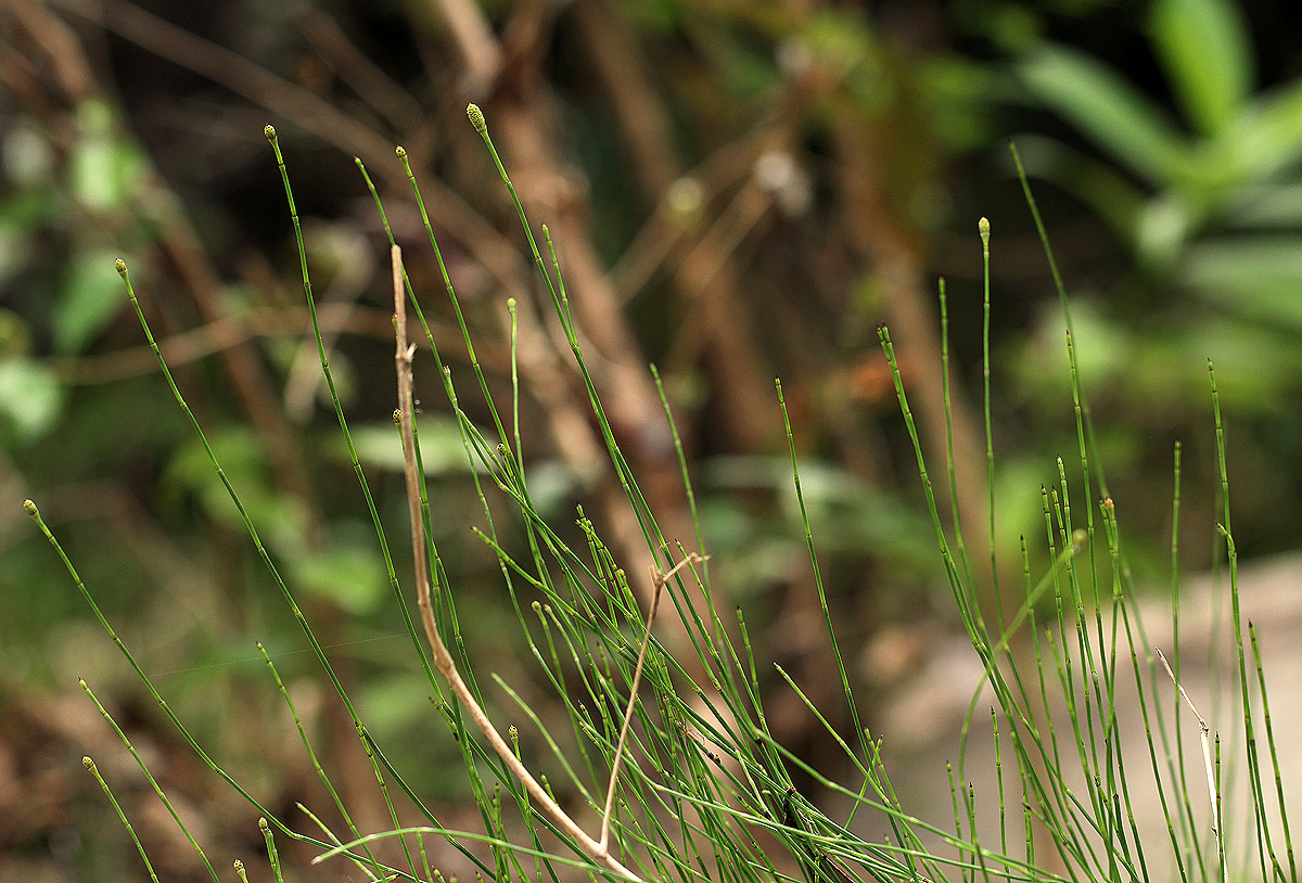 Equisetum ramosissimum subsp. ramosissimum Equisetum ramosissimum subsp. ramosissimum