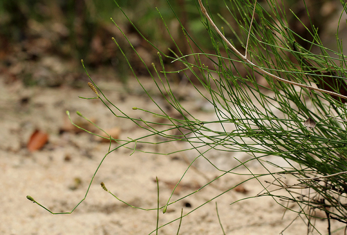 Equisetum ramosissimum subsp. ramosissimum Equisetum ramosissimum subsp. ramosissimum