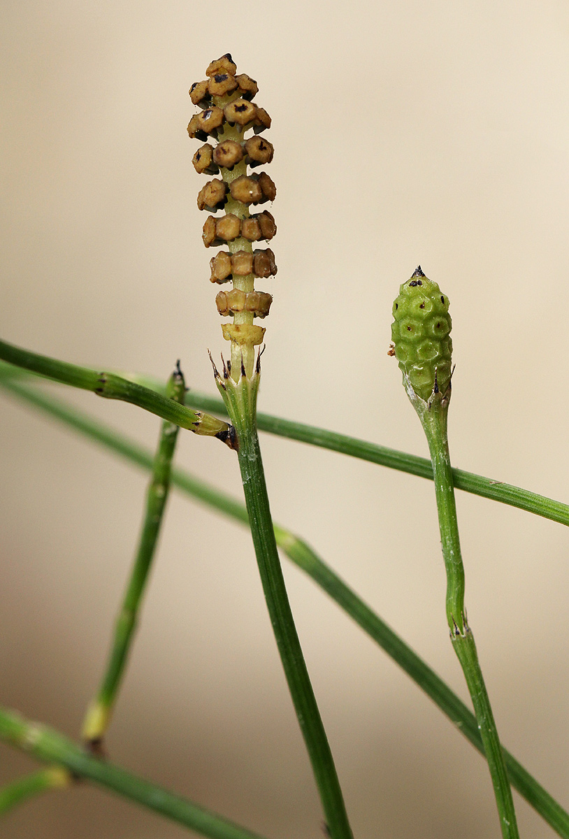 Equisetum ramosissimum subsp. ramosissimum Equisetum ramosissimum subsp. ramosissimum