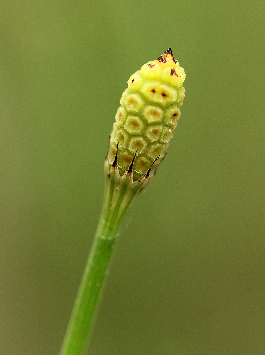 Equisetum ramosissimum subsp. ramosissimum Equisetum ramosissimum subsp. ramosissimum