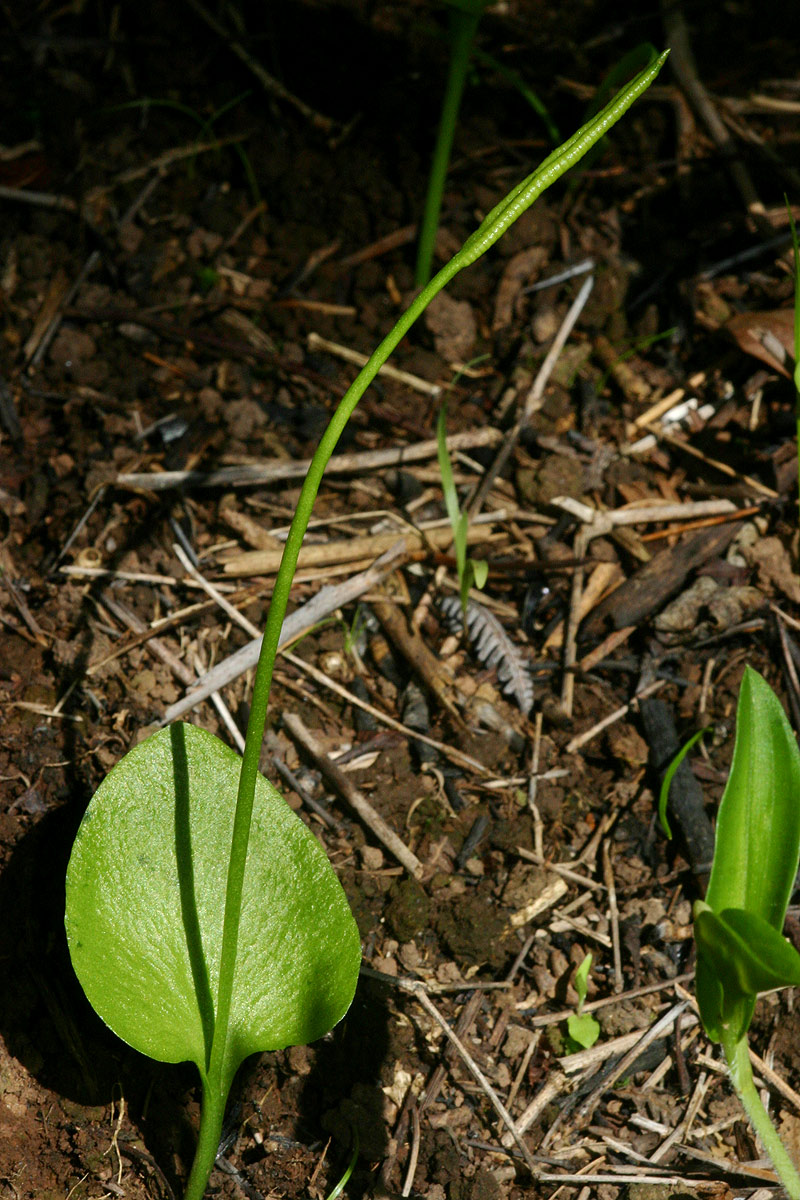 Ophioglossum reticulatum Ophioglossum reticulatum