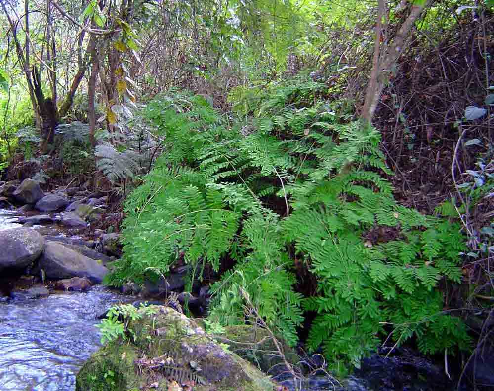 Osmunda regalis Osmunda regalis