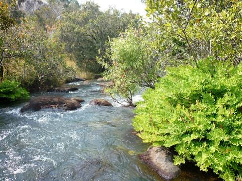 Osmunda regalis Osmunda regalis