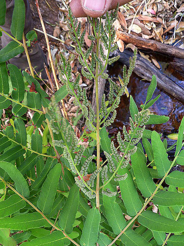 Osmunda regalis Osmunda regalis