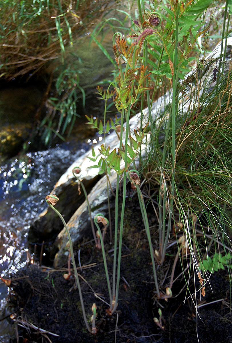 Osmunda regalis Osmunda regalis
