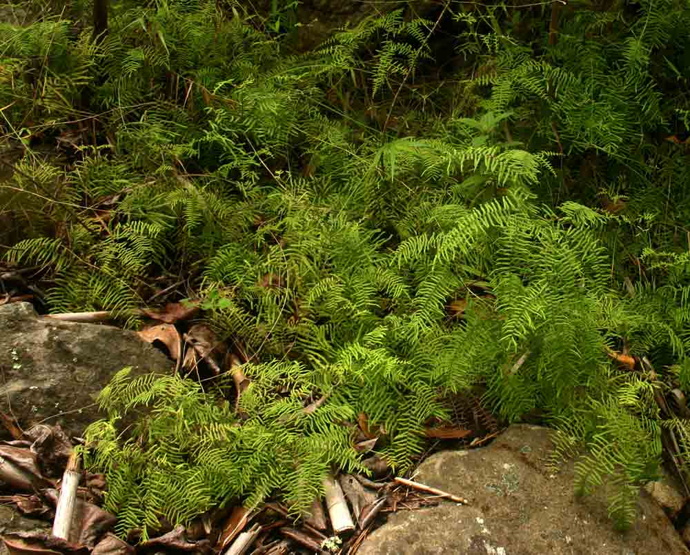 Gleichenia polypodioides