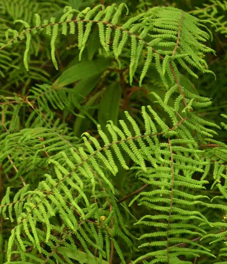 Gleichenia polypodioides Gleichenia polypodioides