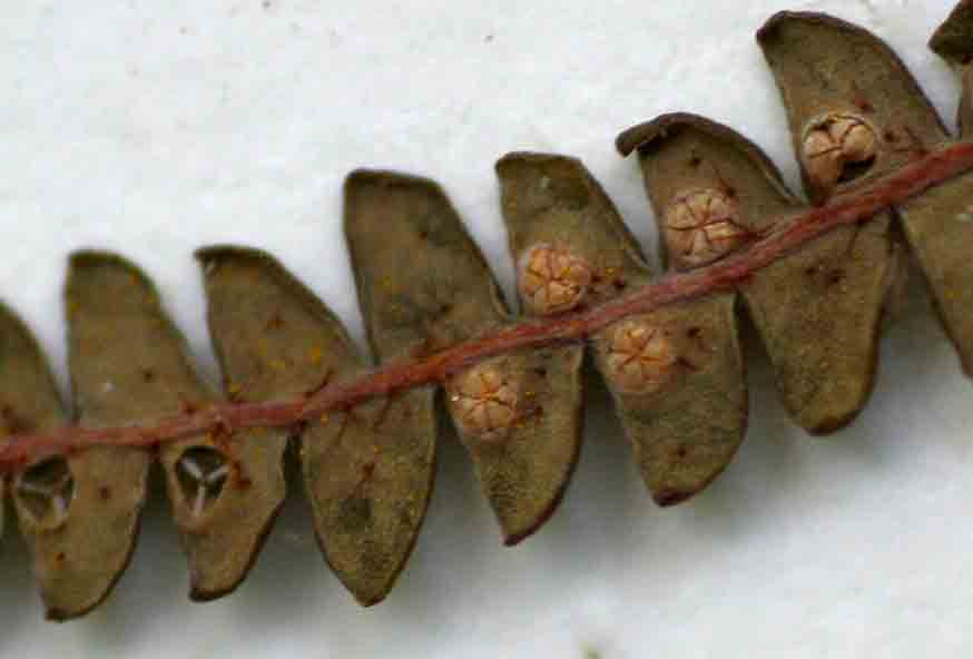 Gleichenia polypodioides Gleichenia polypodioides