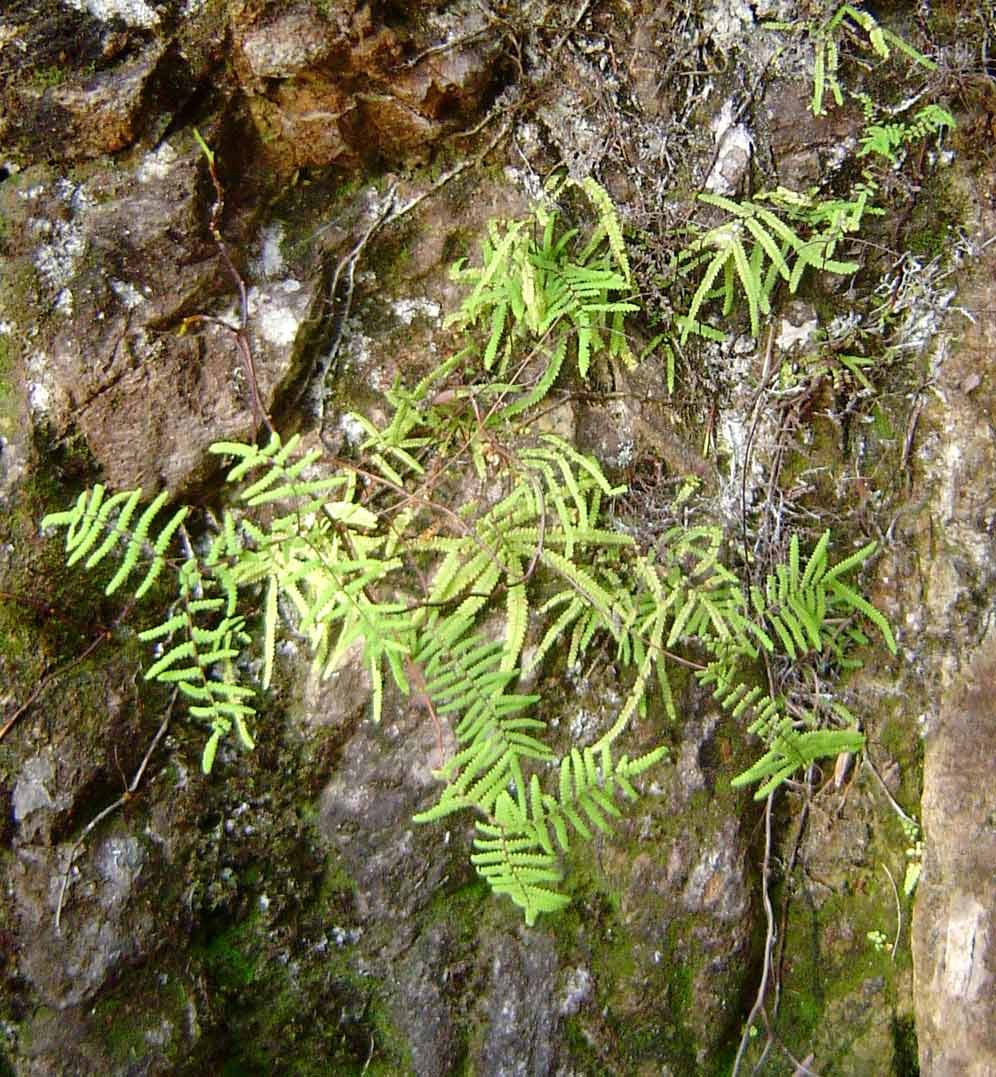 Gleichenia polypodioides Gleichenia polypodioides