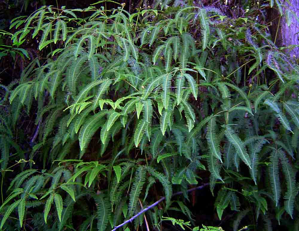 Dicranopteris linearis Dicranopteris linearis